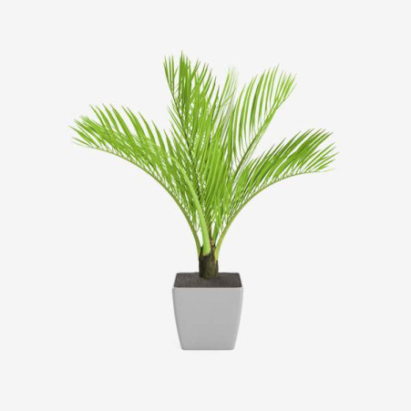 Wężownica 'Moonshine'