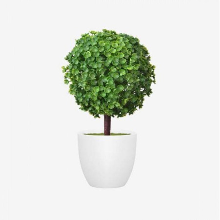 Difenbachia 'Biały płomień'